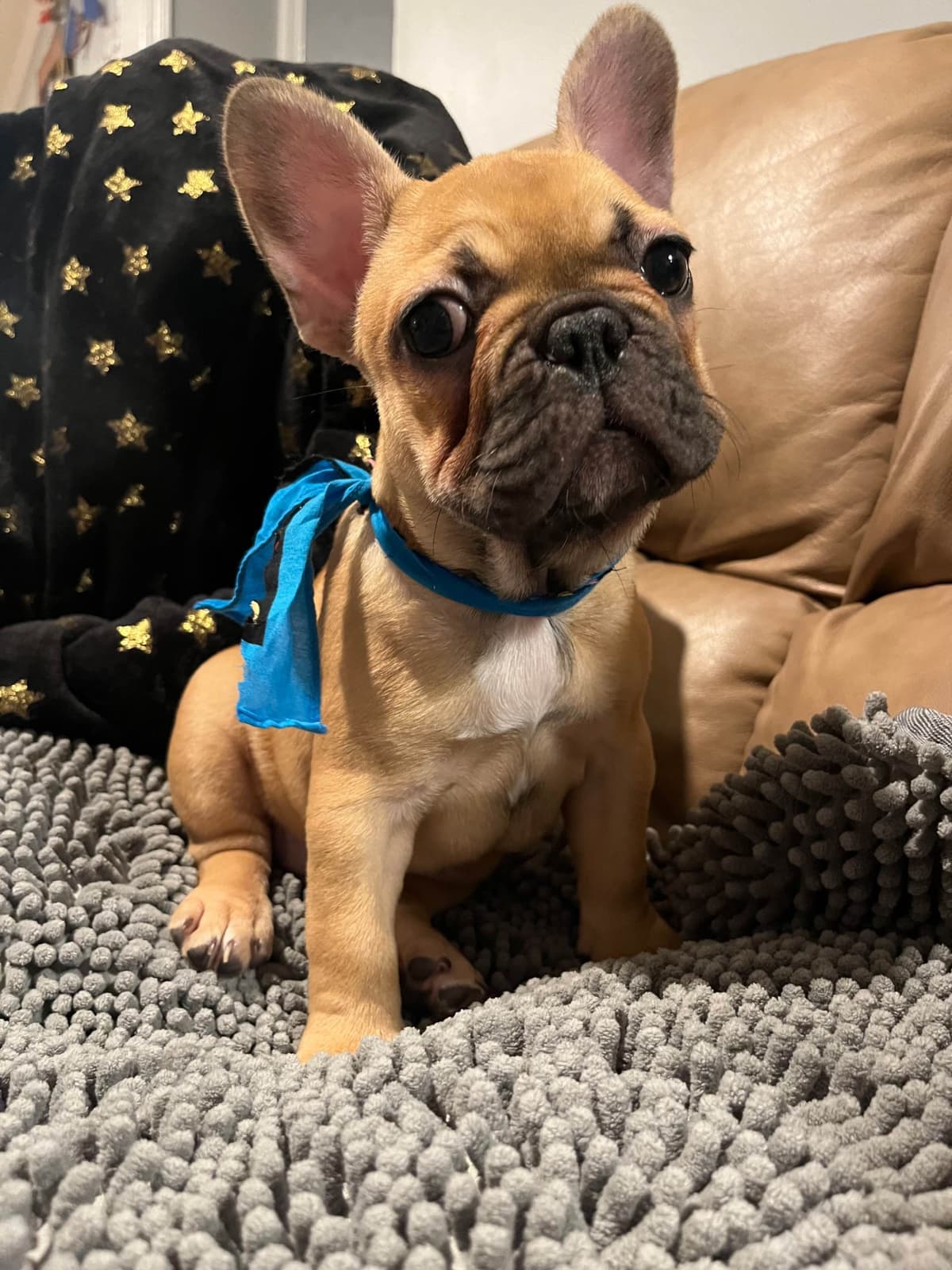 French Bulldog Puppies breeder image 2
