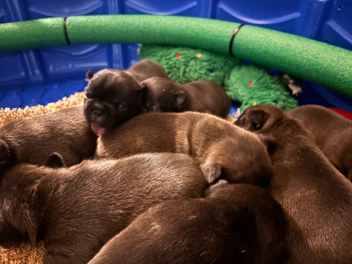 French Bulldog Puppies breeder image 4