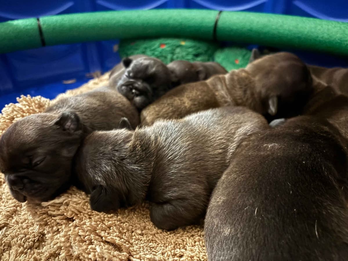 French Bulldog Puppies breeder image 5