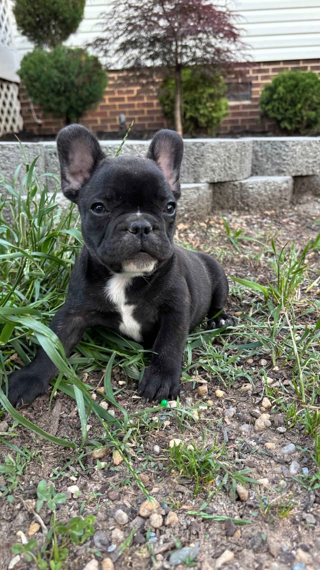 French Bulldog Puppies media 2