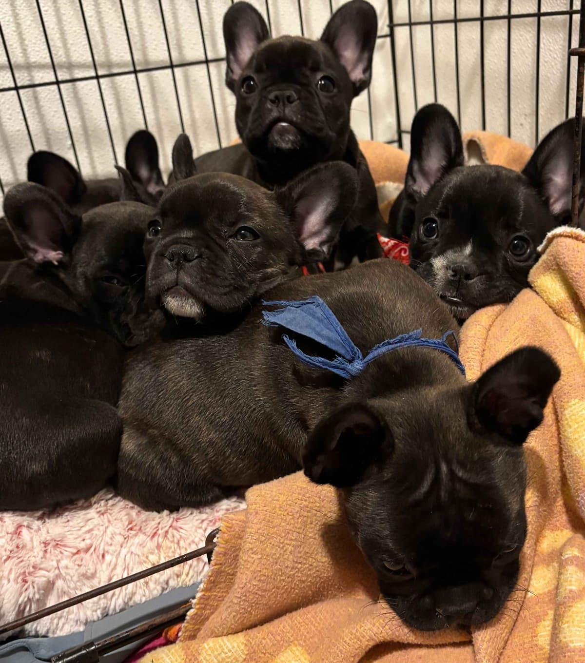 French Bulldog Puppies breeder image 7