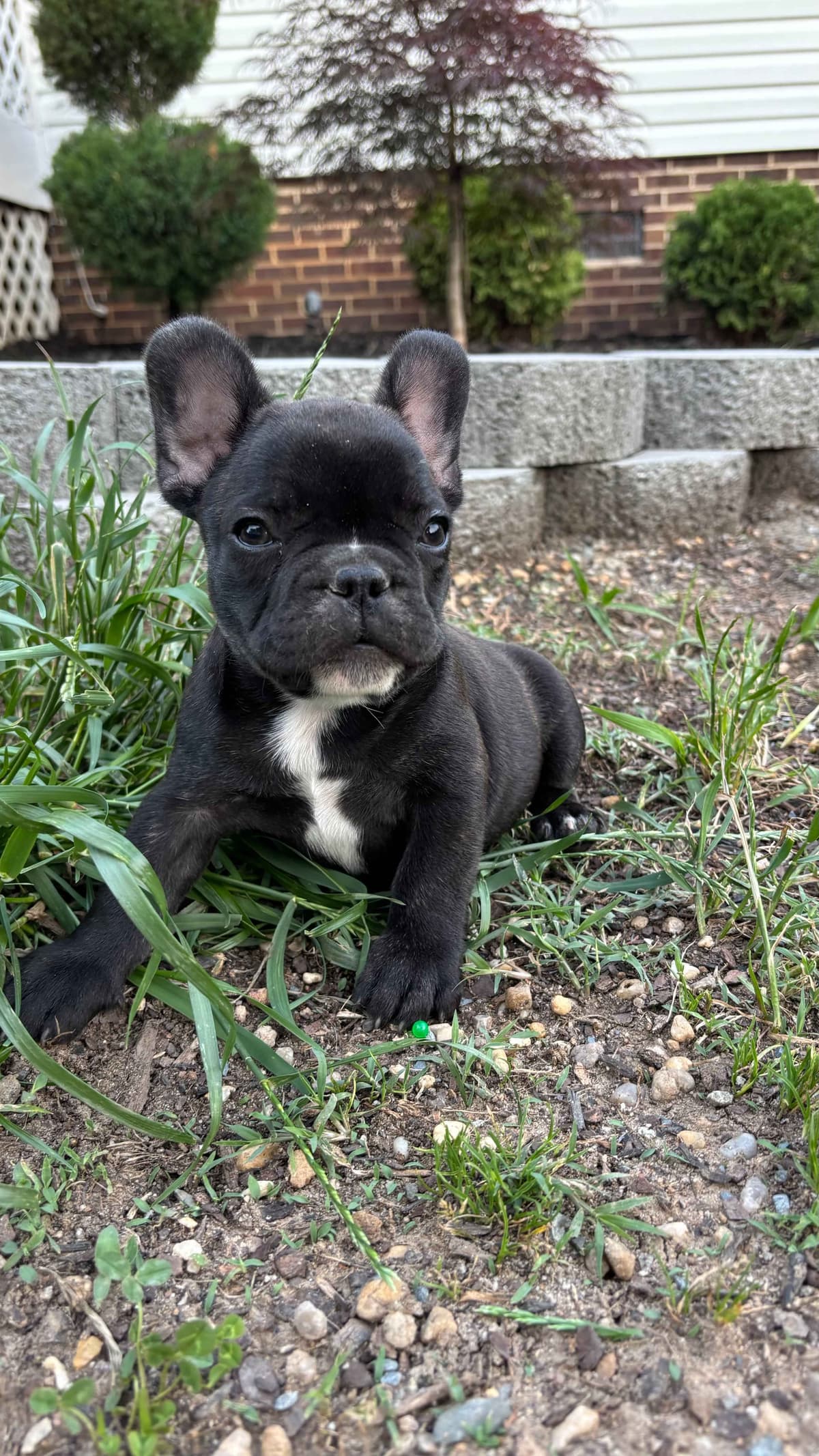 French Bulldog Puppies breeder image 8