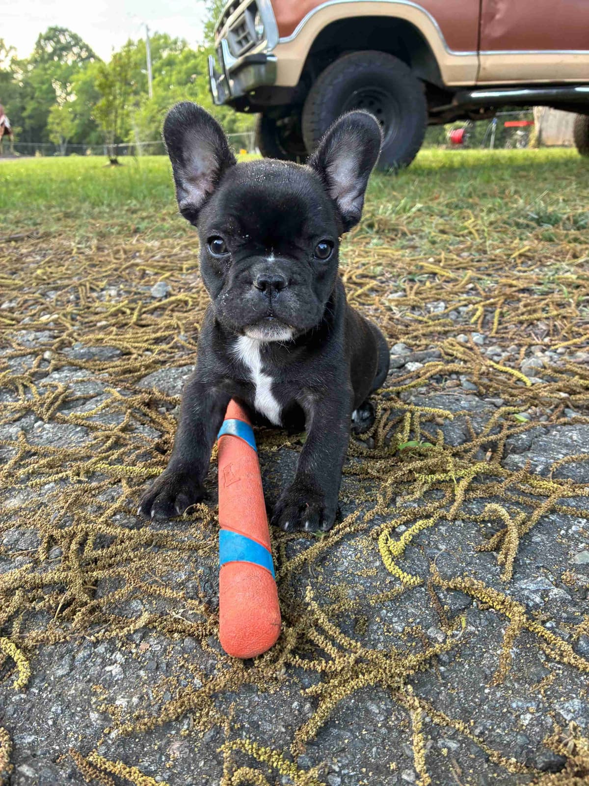 French Bulldog Puppies breeder image 9