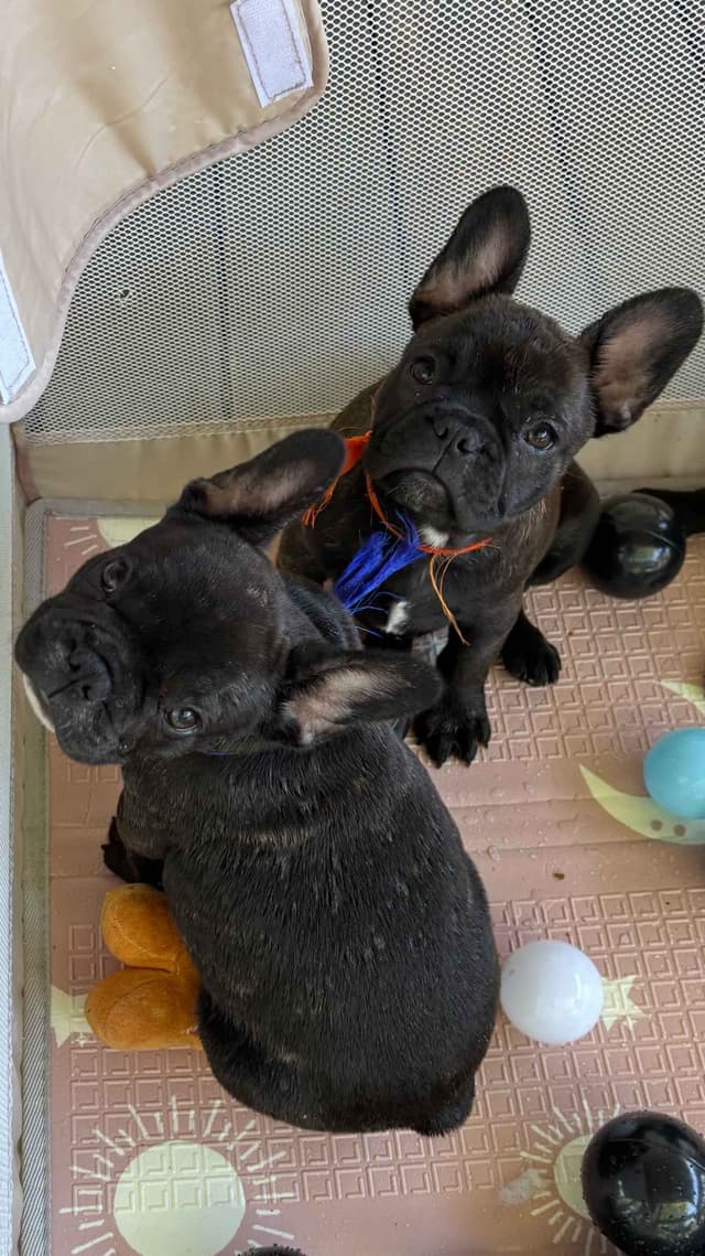 French Bulldog Puppies media 4