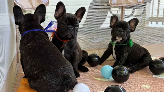 French Bulldog Puppies media 5