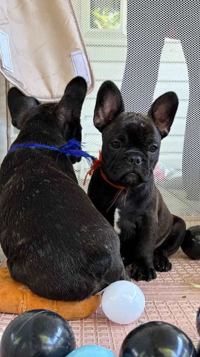 French Bulldog Puppies media 6
