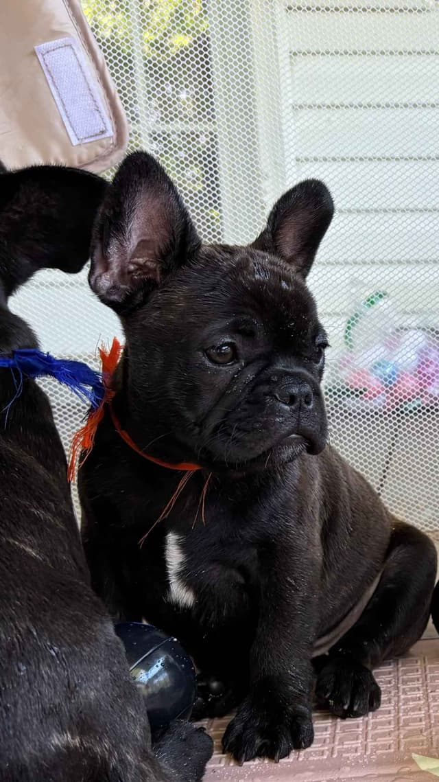 French Bulldog Puppies media 7