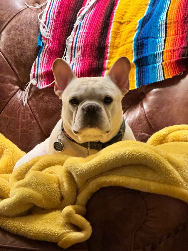 French Bulldog Puppies media 10