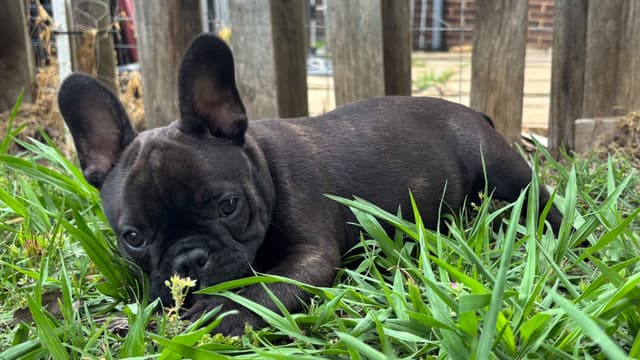 French Bulldog Puppies media 12