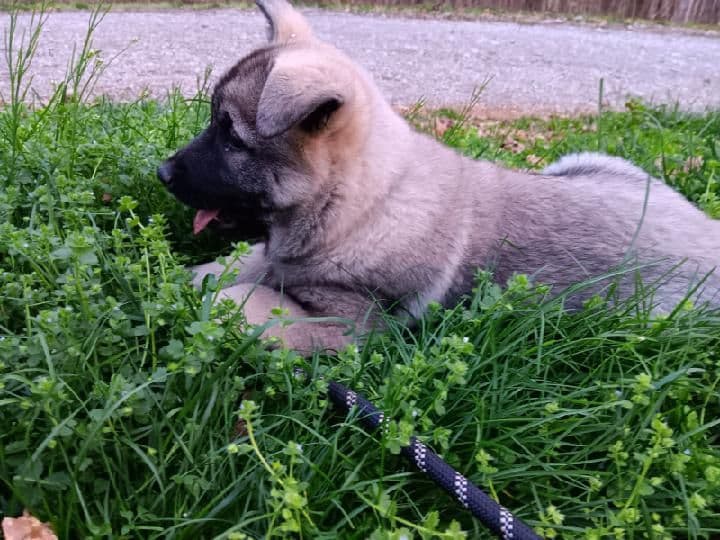 Norwegian Elkhound Puppies breeder image 1