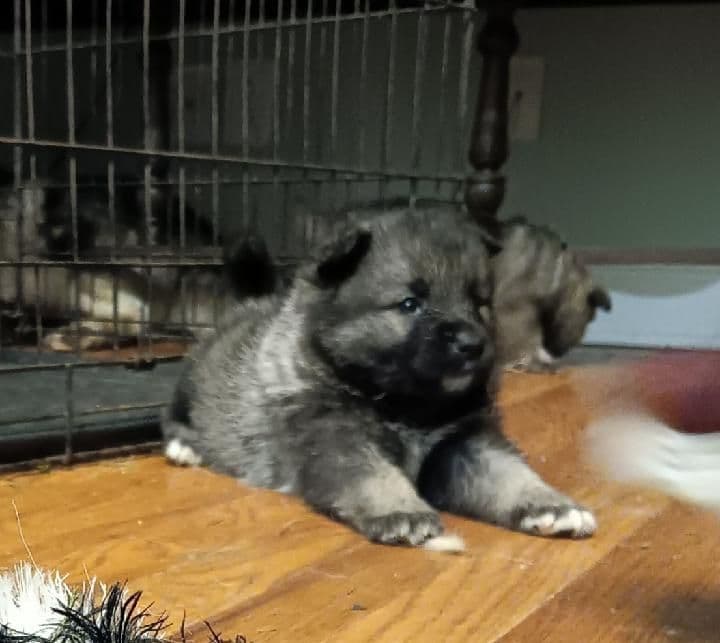 Norwegian Elkhound Puppies breeder image 3