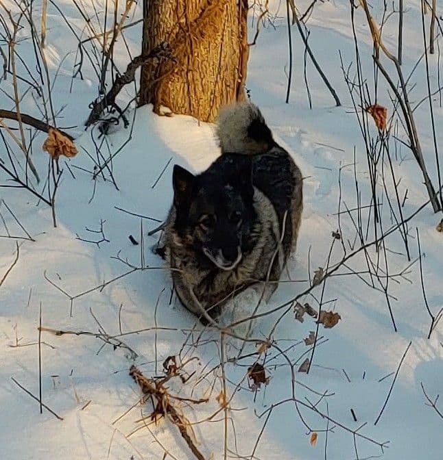 Norwegian Elkhound Puppies breeder image 4