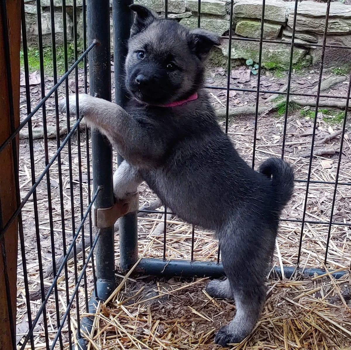 Norwegian Elkhound Puppies breeder image 5