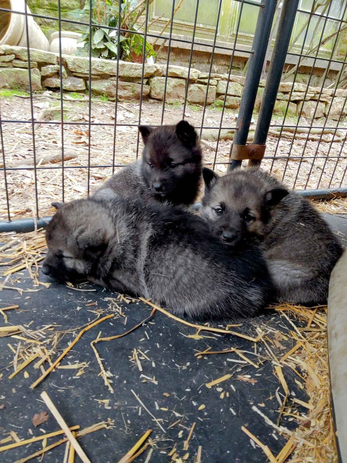 Norwegian Elkhound Puppies breeder image 6