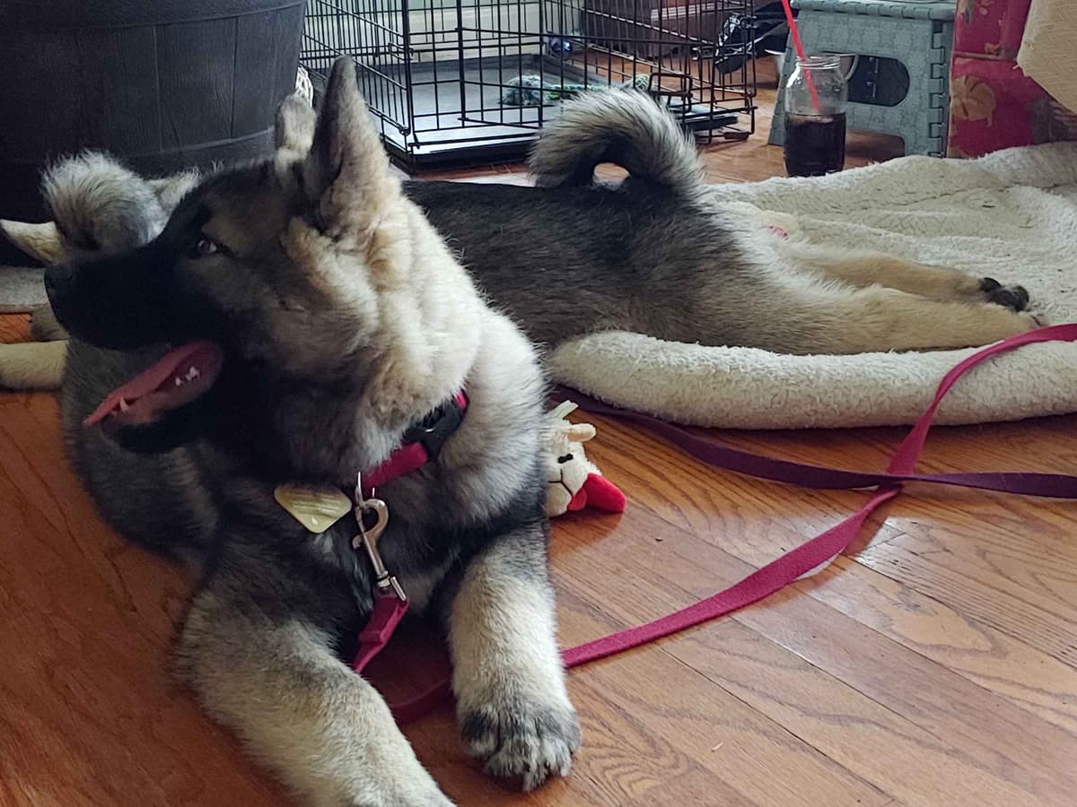 Norwegian Elkhound Puppies breeder image 8