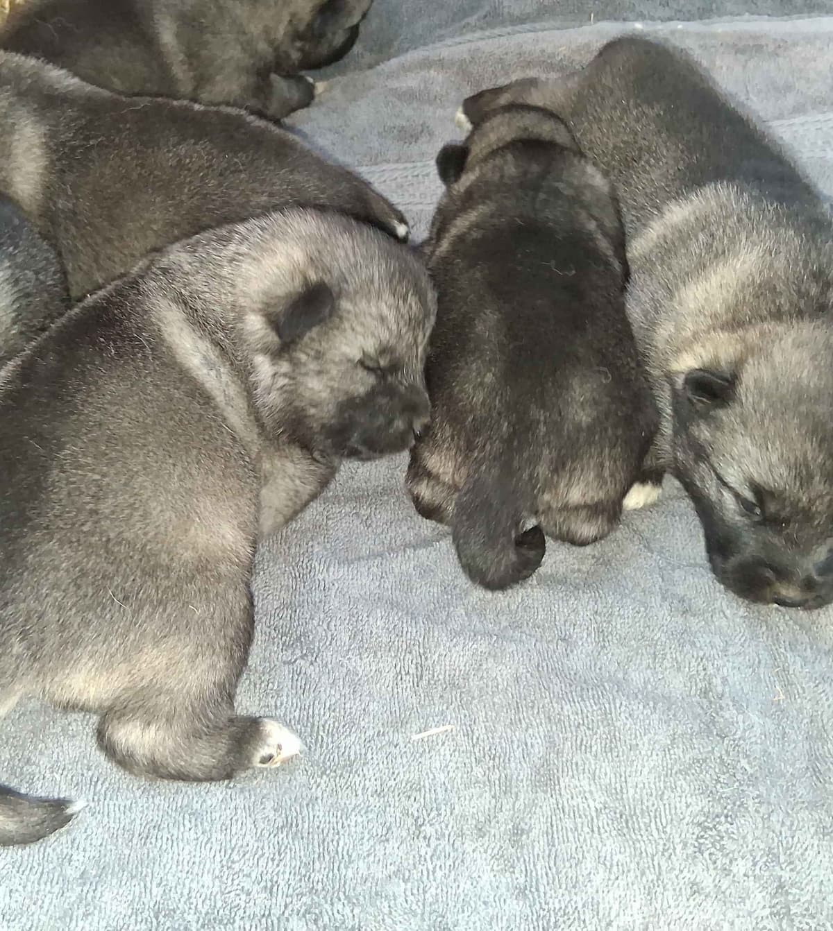Norwegian Elkhound Puppies breeder image 10
