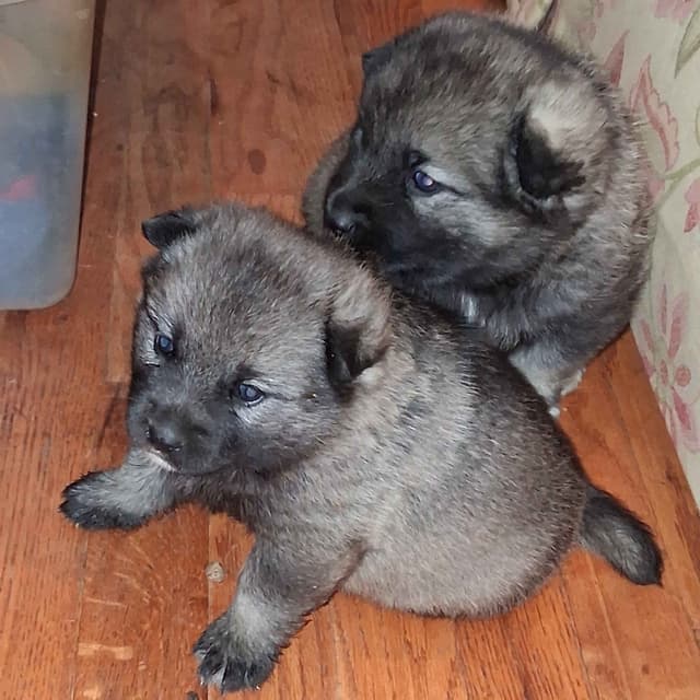 Norwegian Elkhound Puppies media 2