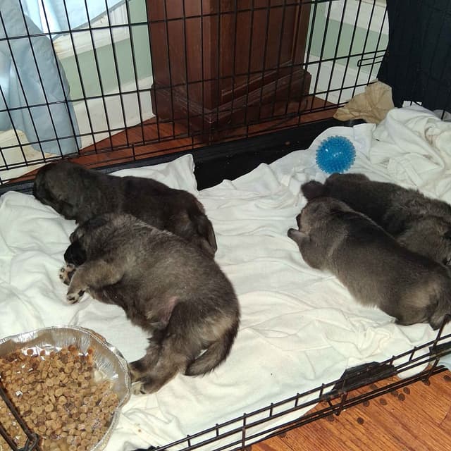 Norwegian Elkhound Puppies media 3