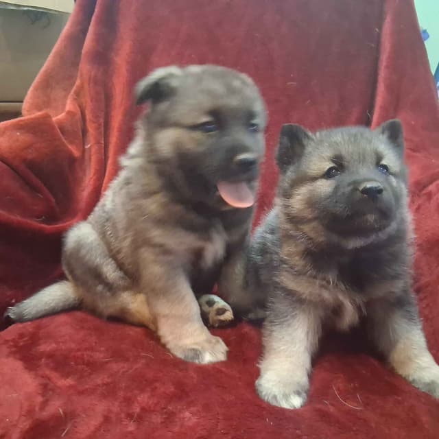 Norwegian Elkhound Puppies media 4