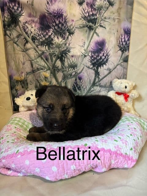 German Shepherd Puppies breeder image 1