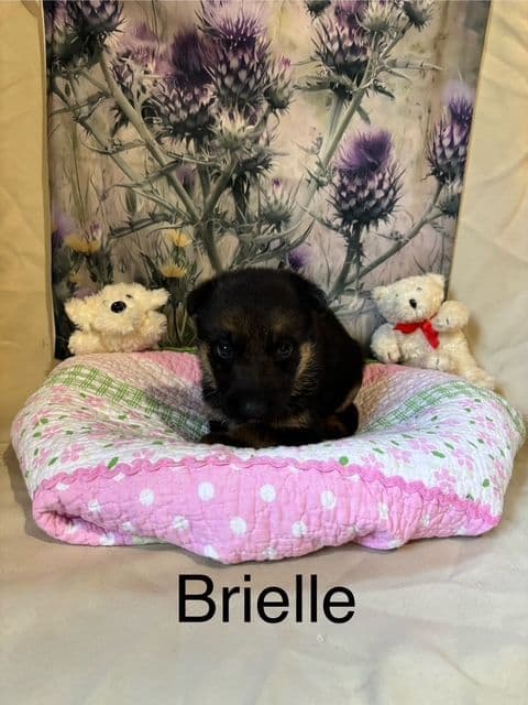 German Shepherd Puppies breeder image 3