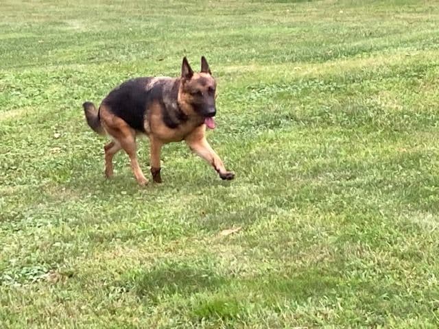 German Shepherd  Puppies media 5