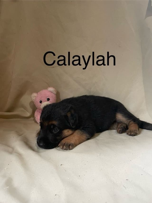 German Shepherd Dog Puppies media 2