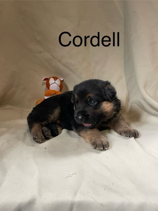 German Shepherd Dog Puppies media 3