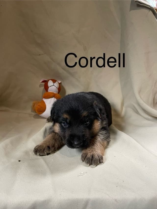 German Shepherd Dog Puppies media 4