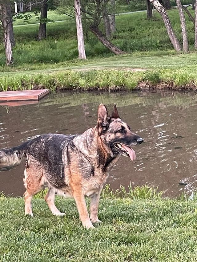 German Shepherd Dog Puppies media 5
