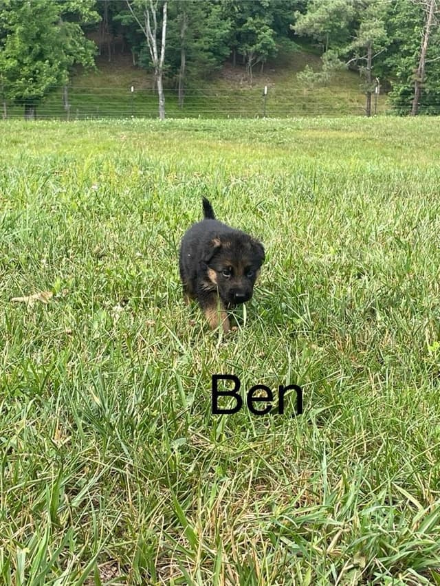 German Shepherd  Puppies media 3