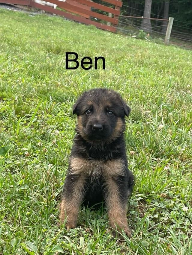 German Shepherd  Puppies media 4