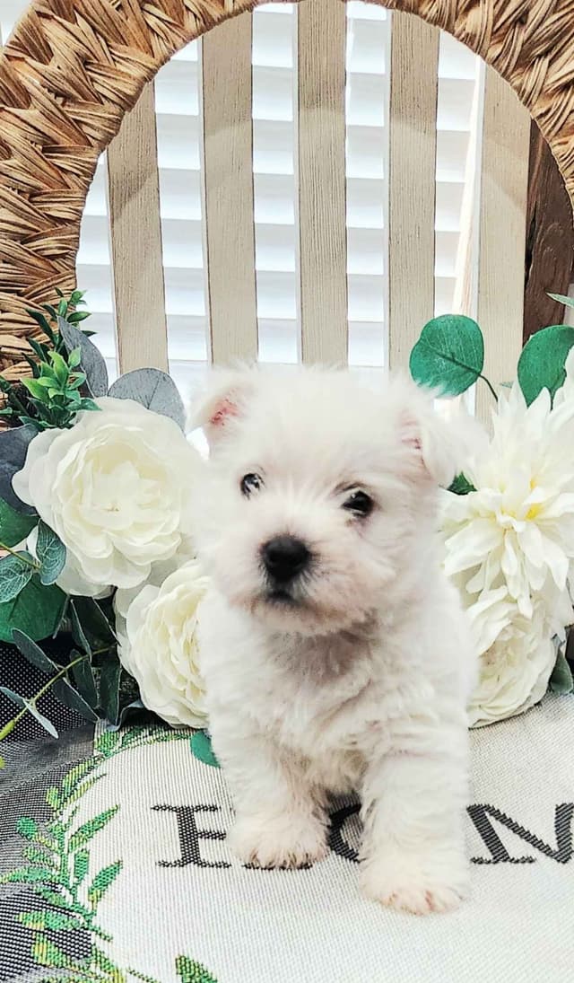 West Highland White Terrier Puppies media 2