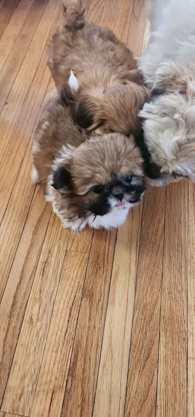 Shih Tzu Puppies media 5