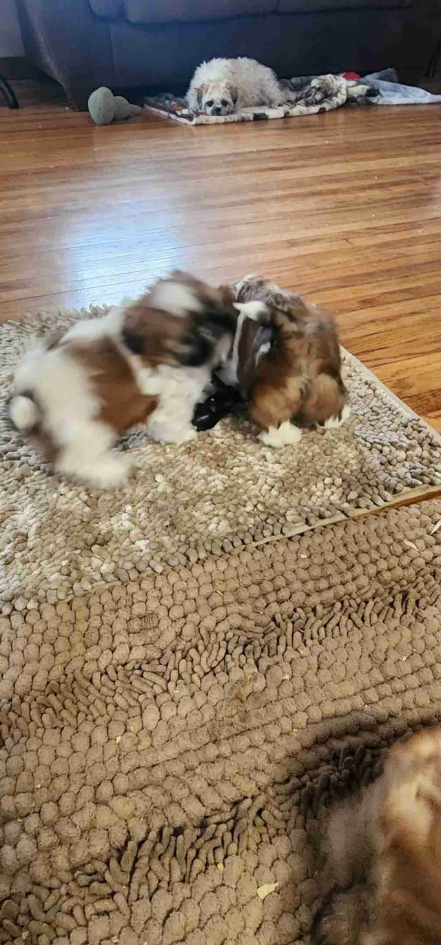 Shih Tzu Puppies media 6