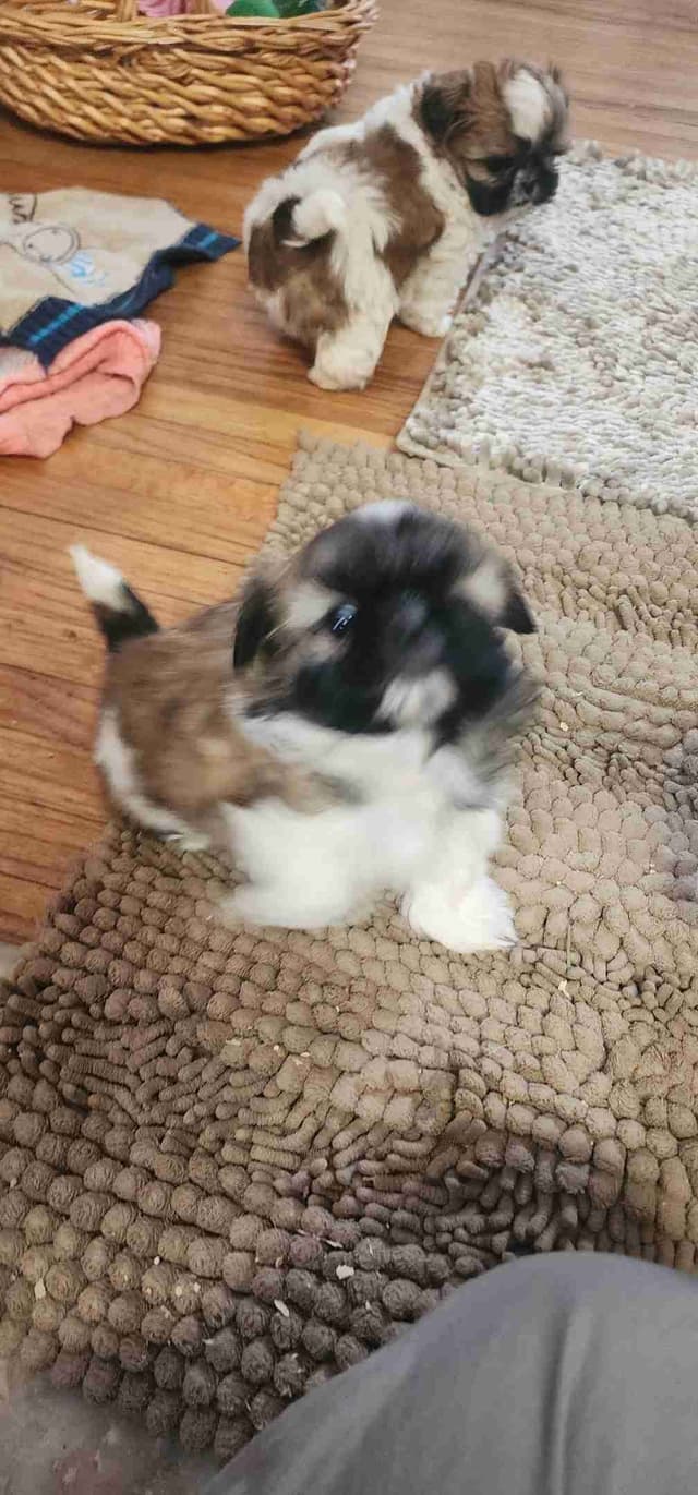 Shih Tzu Puppies media 7