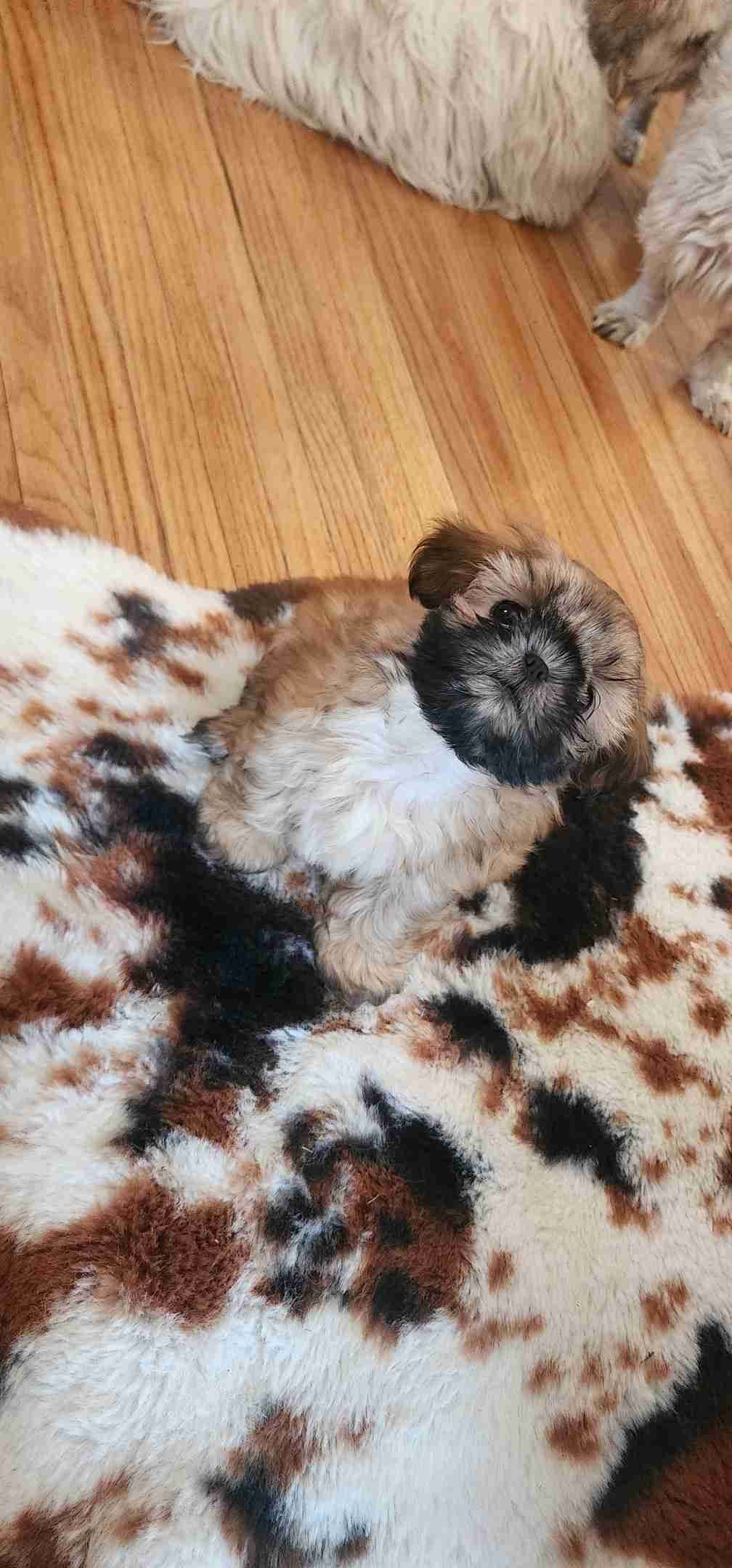 Shih Tzu Puppies breeder image 8