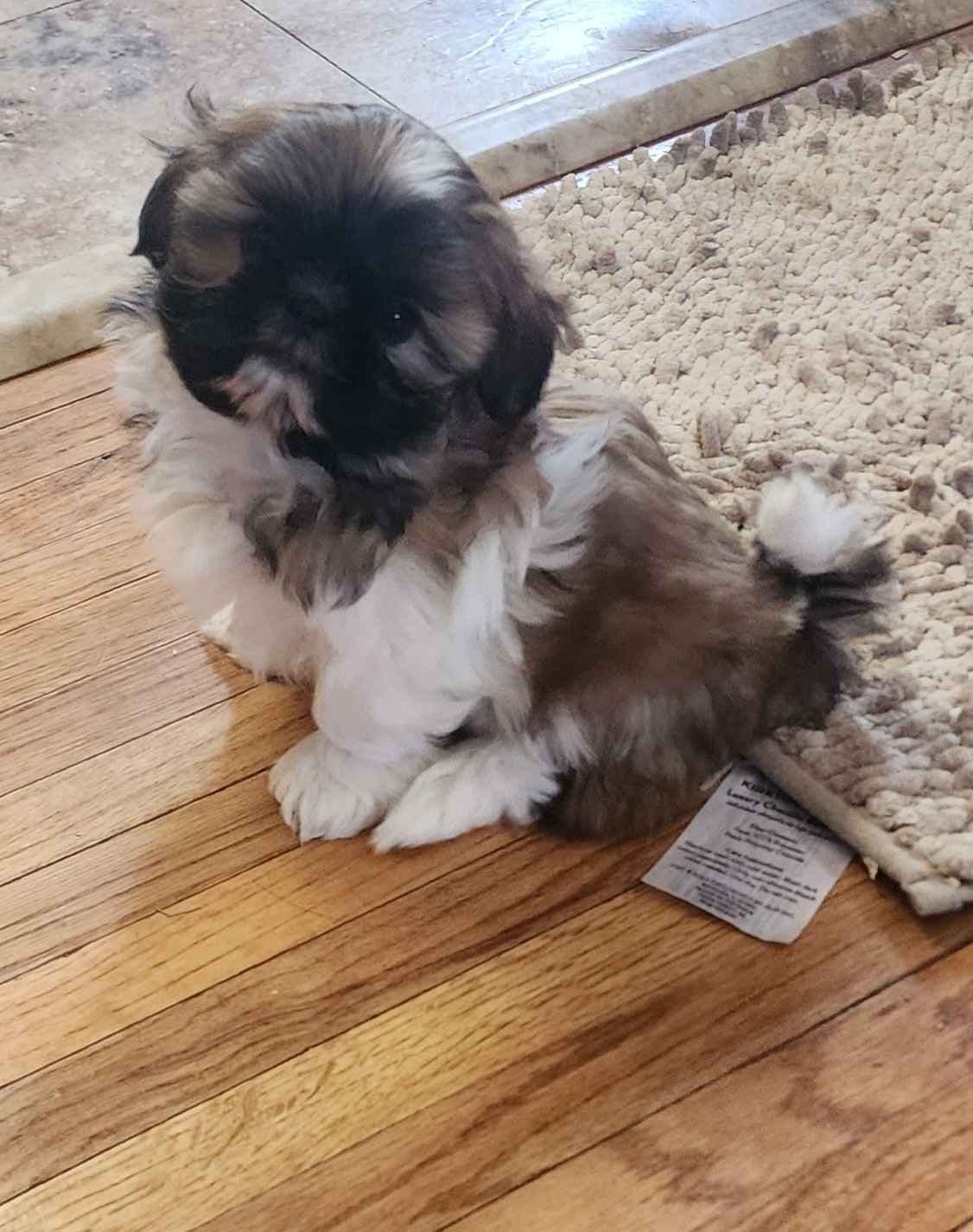 Shih Tzu Puppies breeder image 1