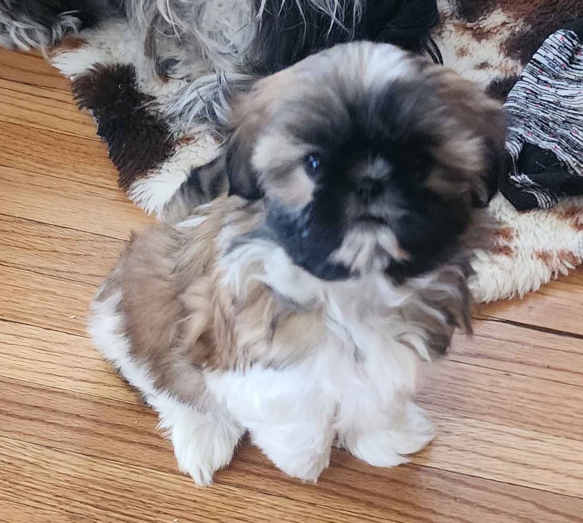 Shih Tzu Puppies breeder image 3