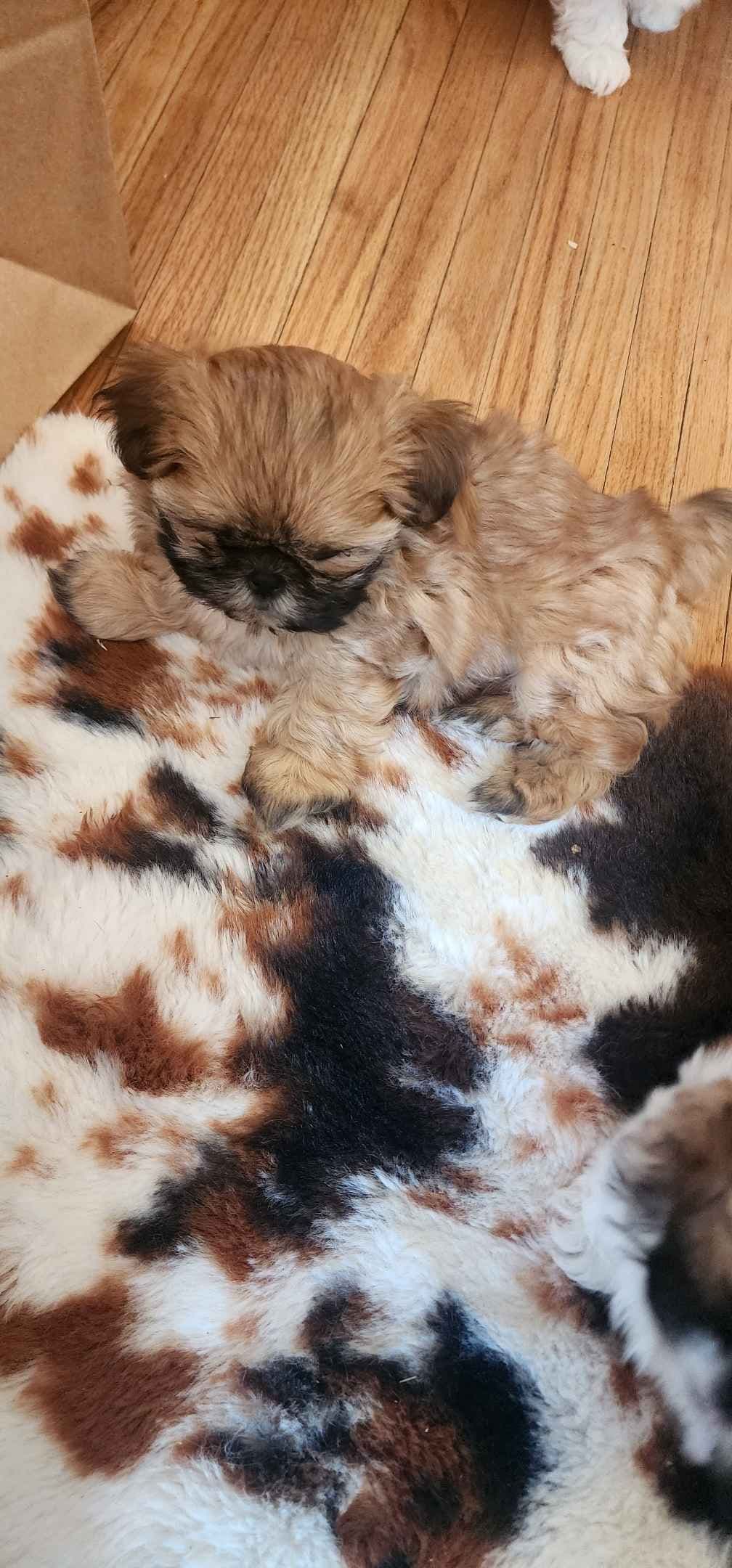 Shih Tzu Puppies breeder image 6