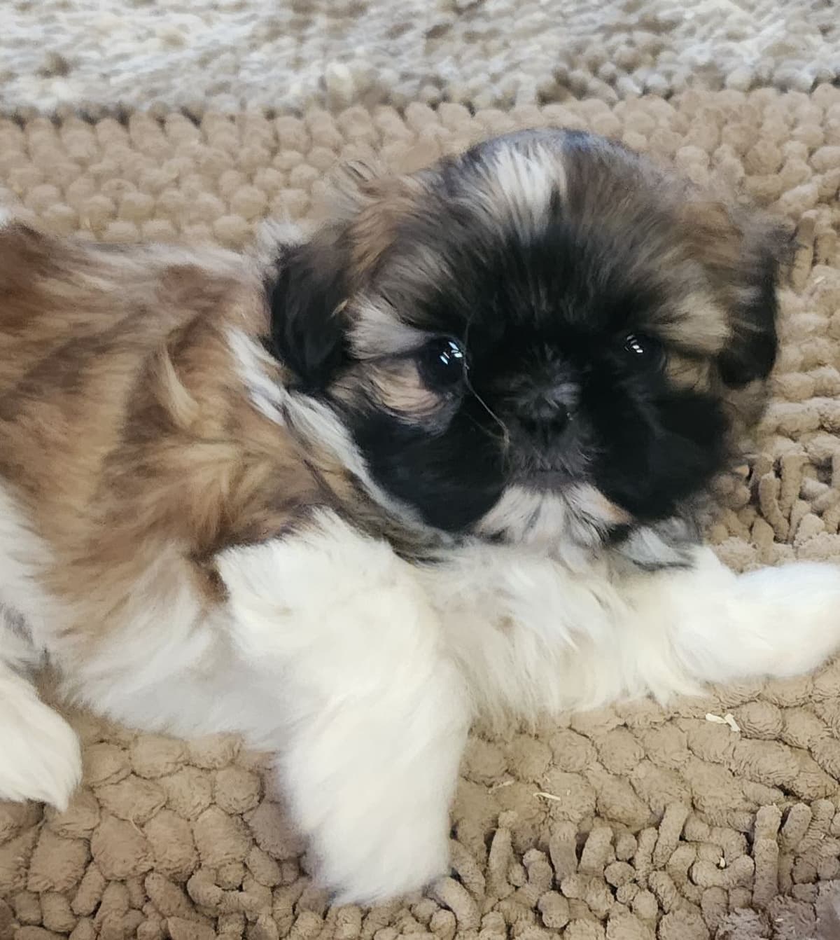 Shih Tzu Puppies breeder image 5