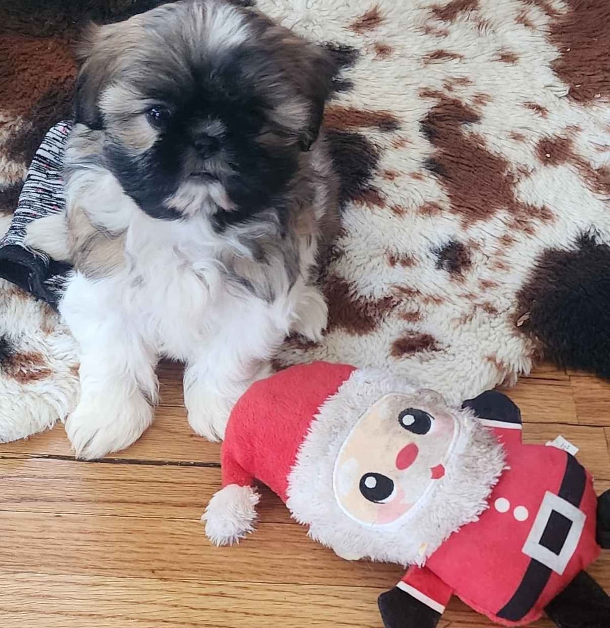 Shih Tzu Puppies breeder image 9