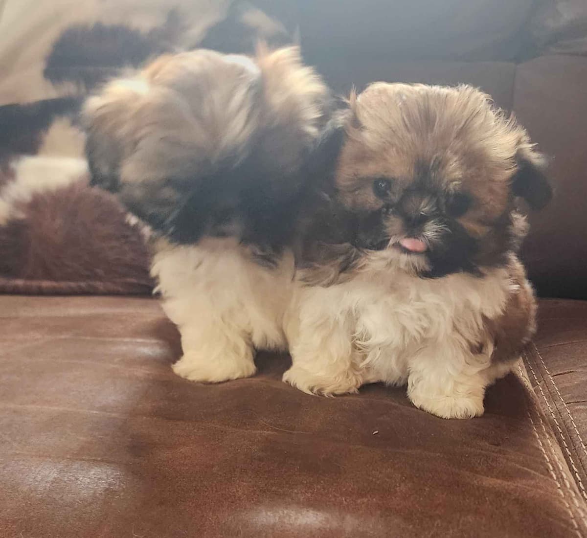 Shih Tzu Puppies breeder image 10