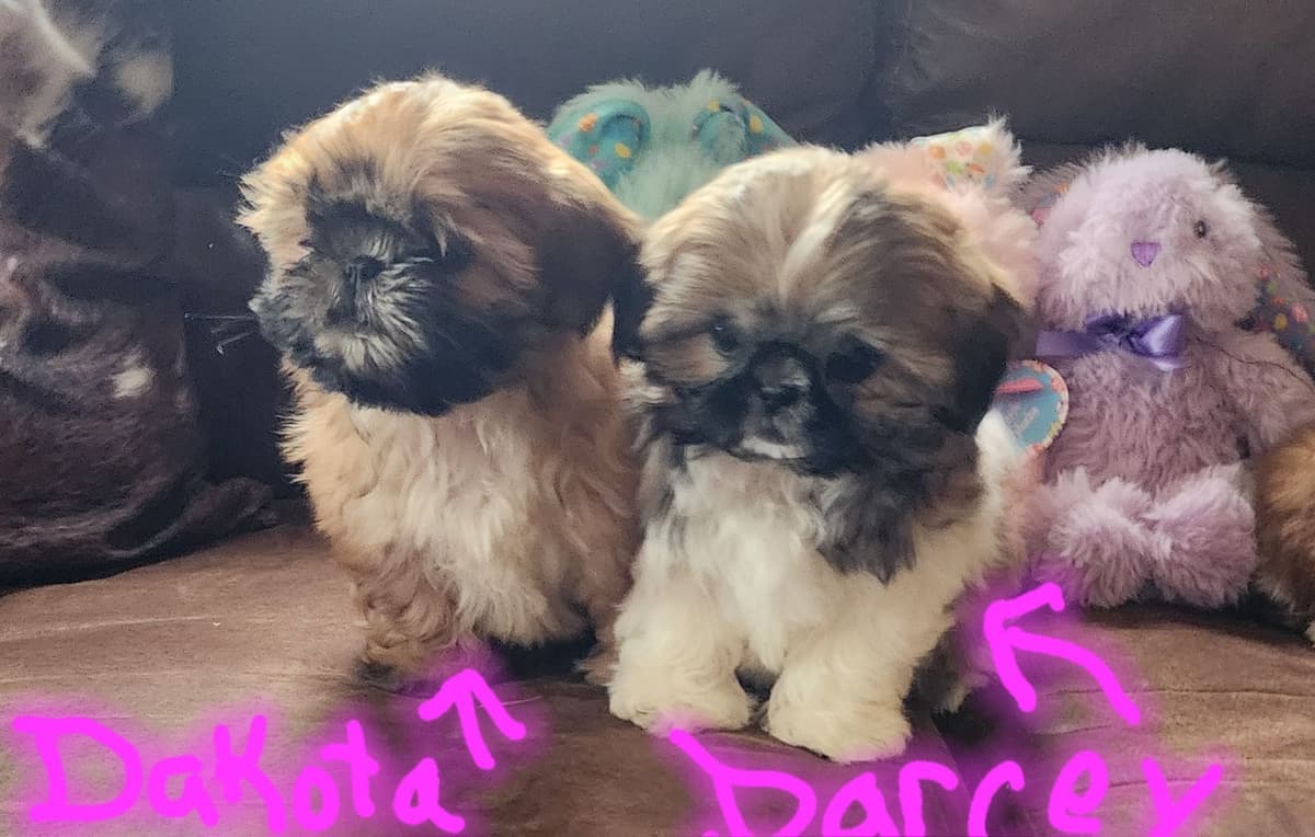 Shih Tzu Puppies breeder image 11