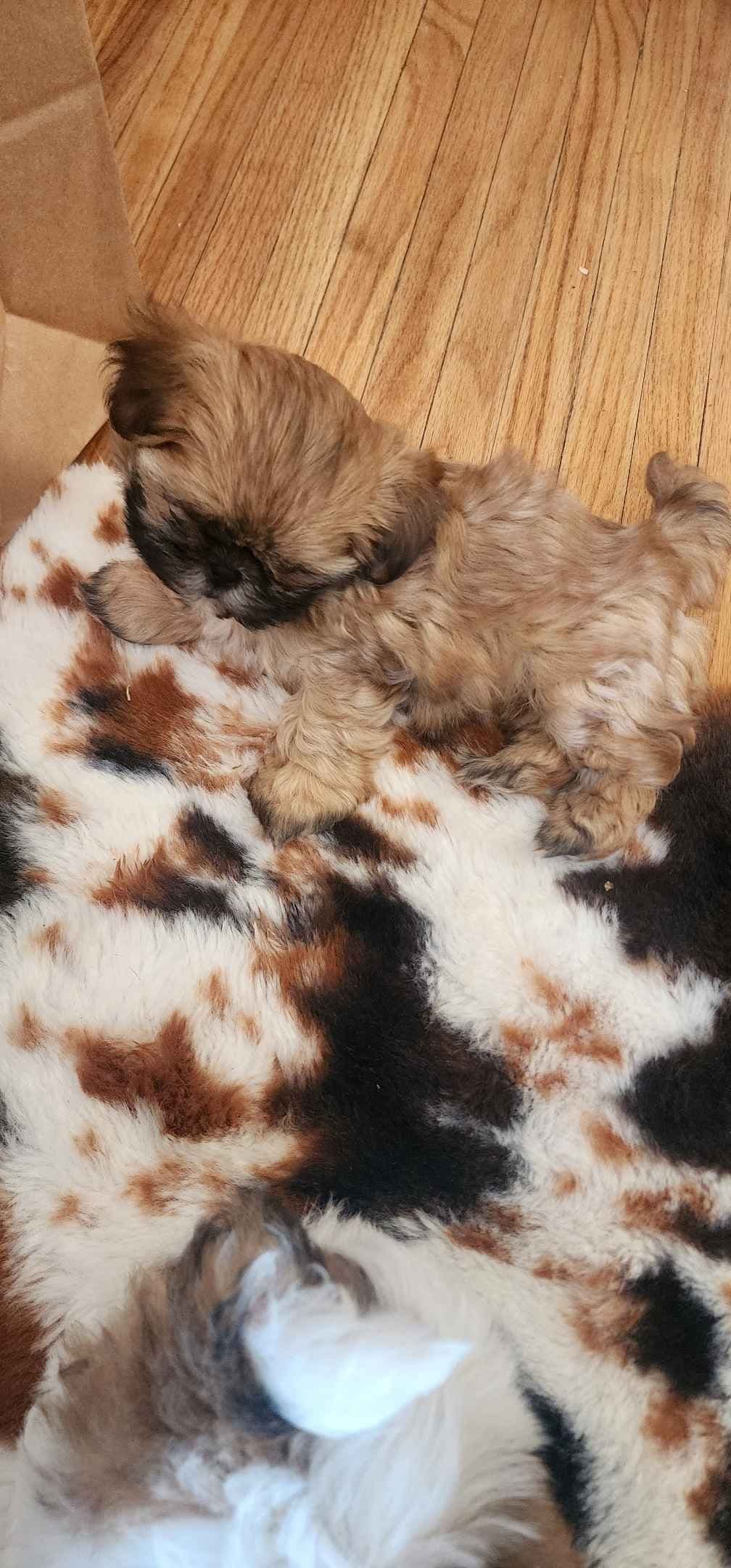 Shih Tzu Puppies breeder image 13