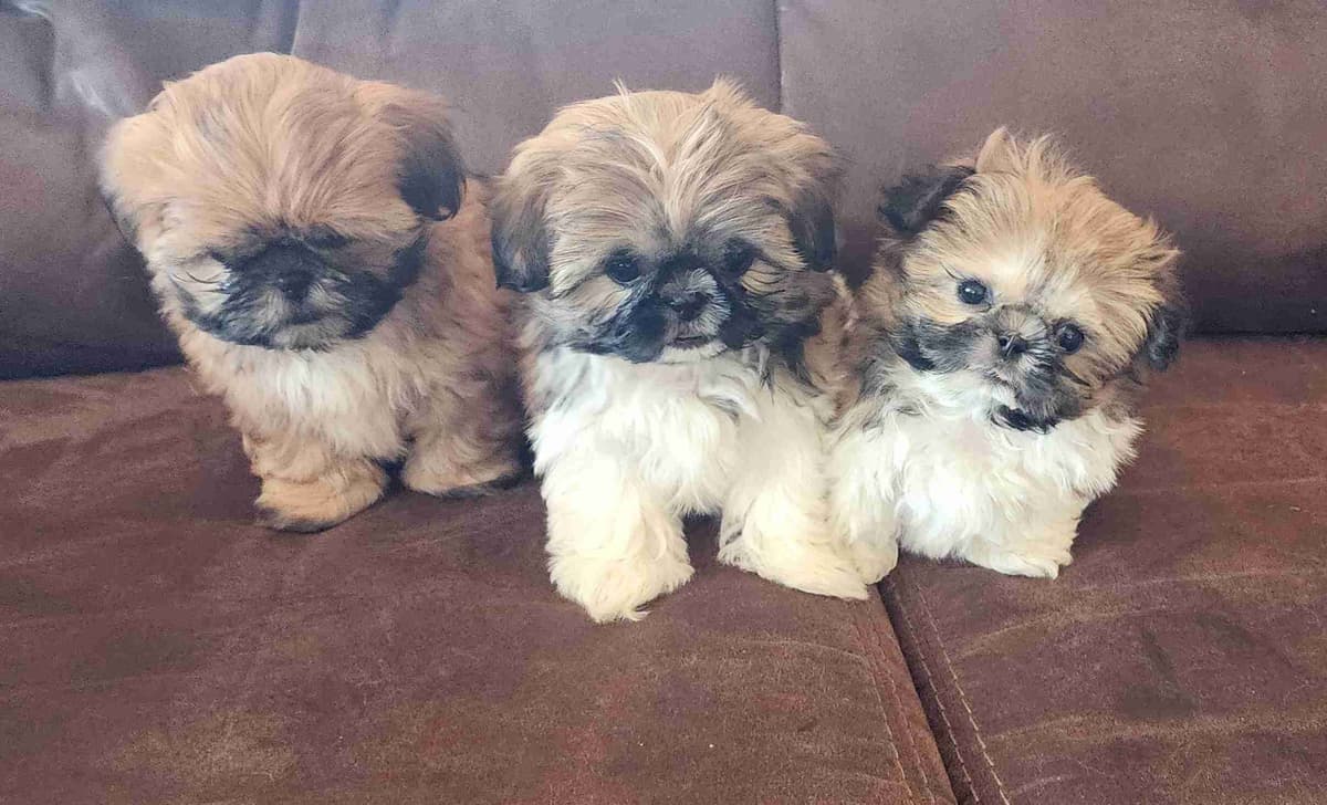Shih Tzu Puppies breeder image 14