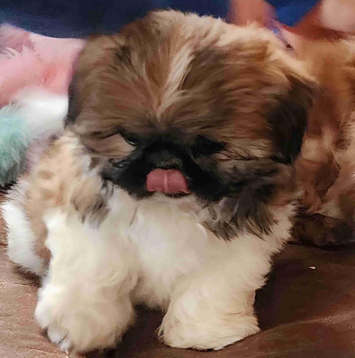 Shih Tzu Puppies breeder image 15