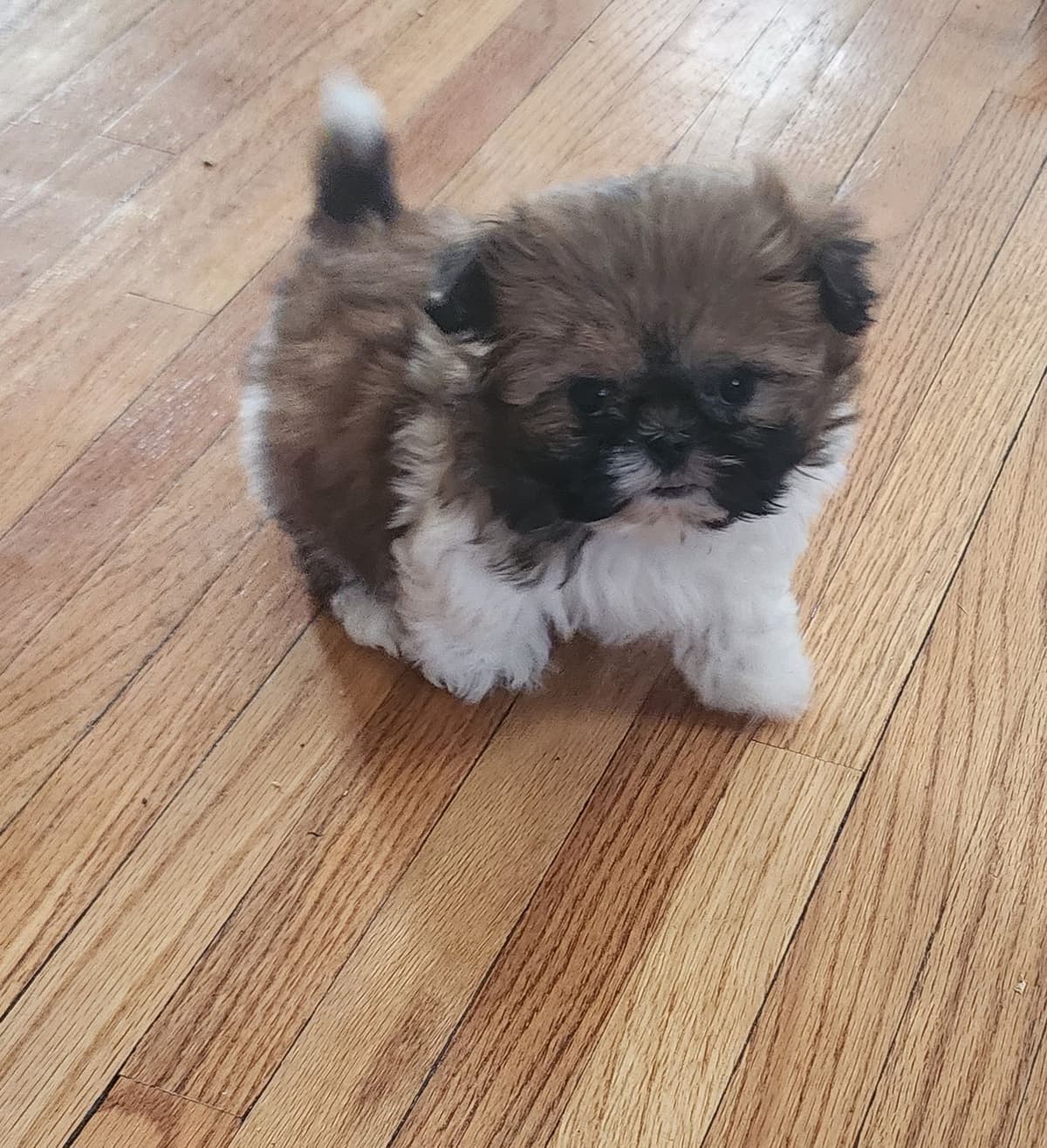 Shih Tzu Puppies breeder image 16
