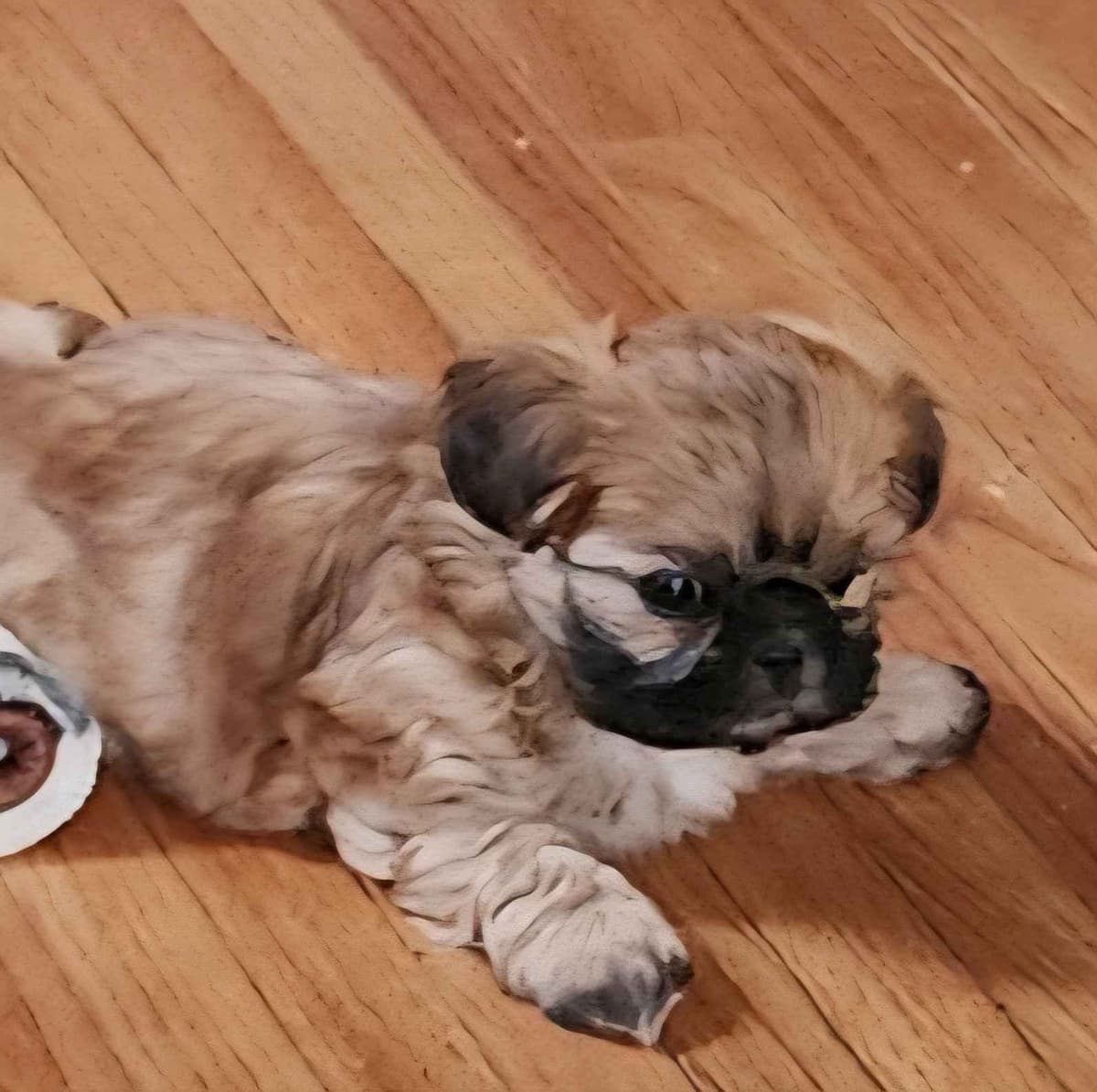 Shih Tzu Puppies breeder image 17