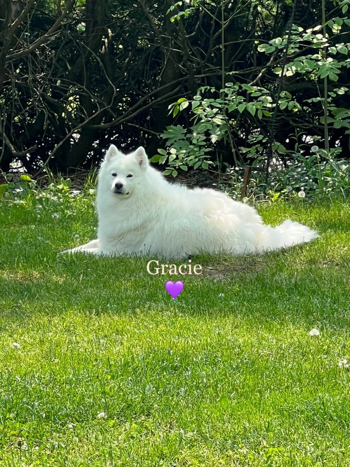 Samoyed Puppies breeder image 1